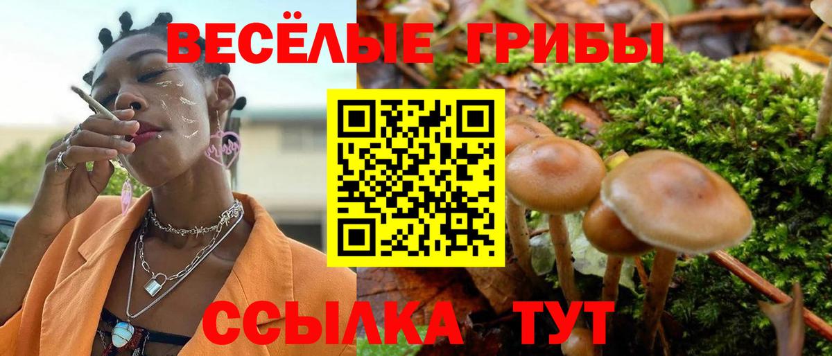 Галлюциногенные грибы Psilocybe Балашиха